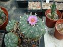 Lophophora jourdaniana